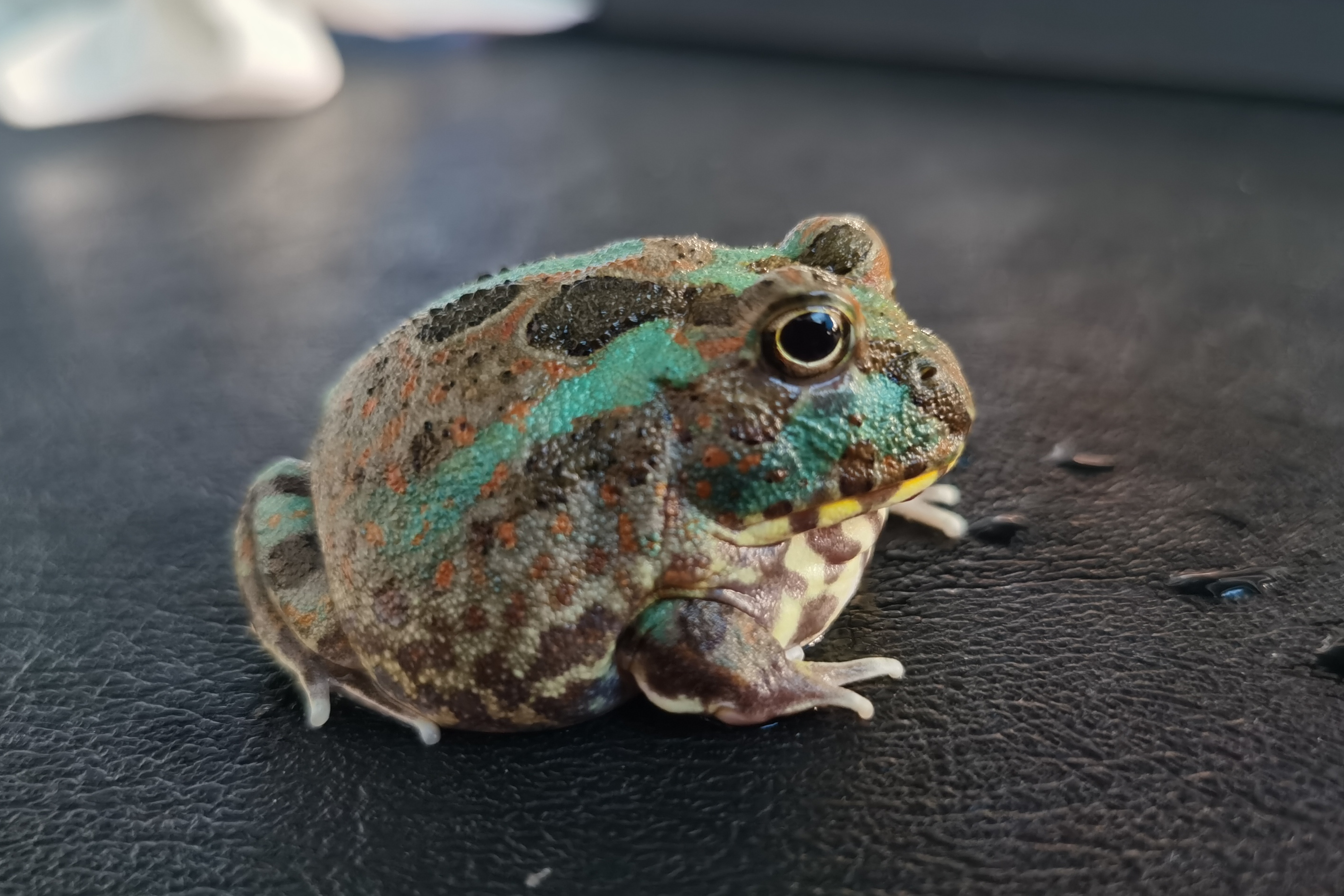 波子角蛙(chacophrys pierottii)是一种分布在南美洲阿根廷丛林中的 a