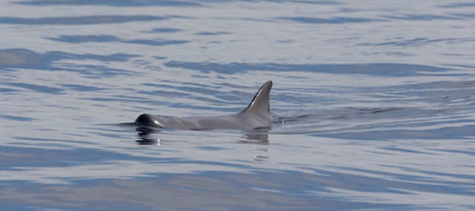  p>侏抹香鲸( i>kogia sima /i>):是小抹香鲸科,小抹香鲸属的 一种