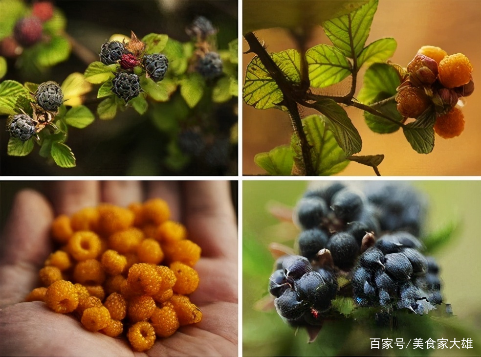 挺好吃的“黄泡”，你们那儿有吗？_百科TA说