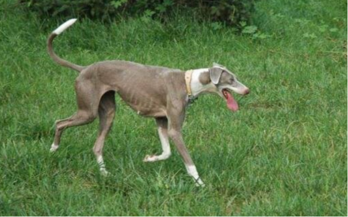 闻名的东方猎犬：山东细犬_百科TA说
