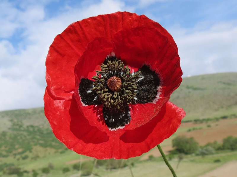  p>罂粟属(学名: i>papaver /i>):是罂粟目,罂粟科下的一属植物,共有