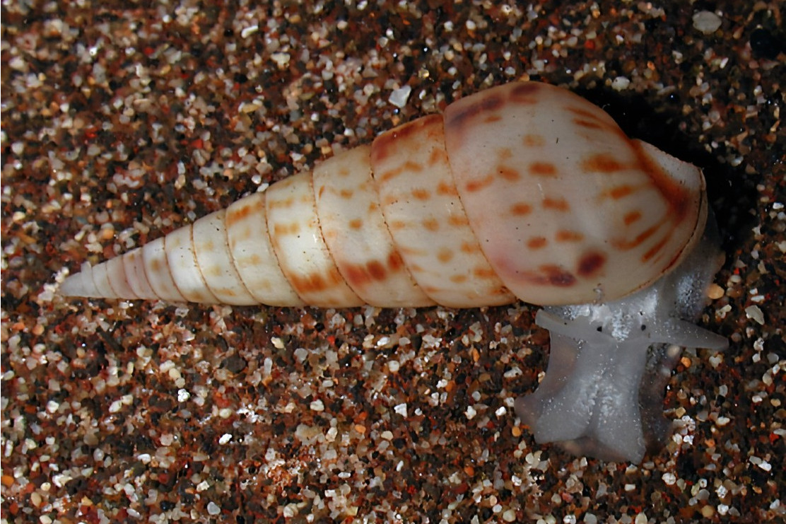  p>条纹塔螺(拉丁学名: i>pyramidella sulcata 