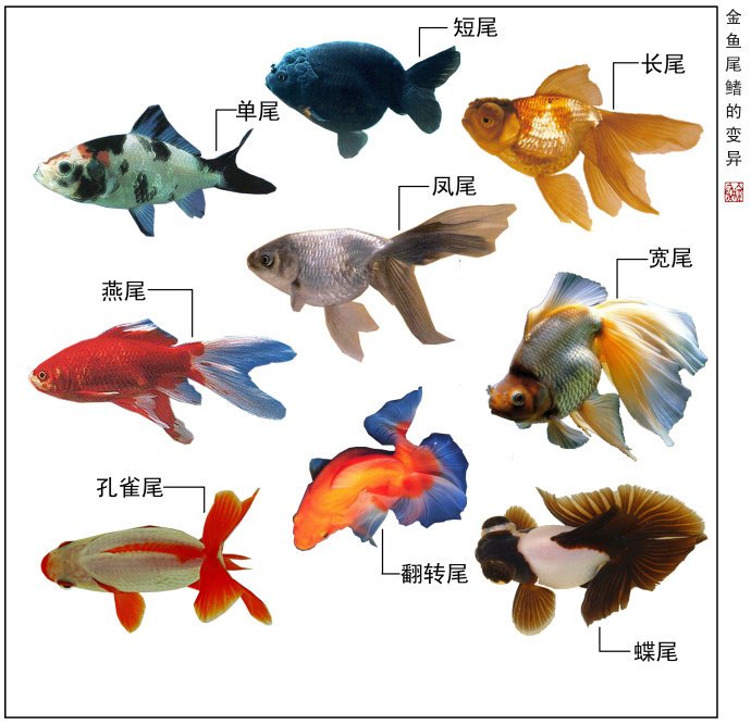 中国金鱼（鲤形目鲤科鲫属观赏鱼种）_百度百科