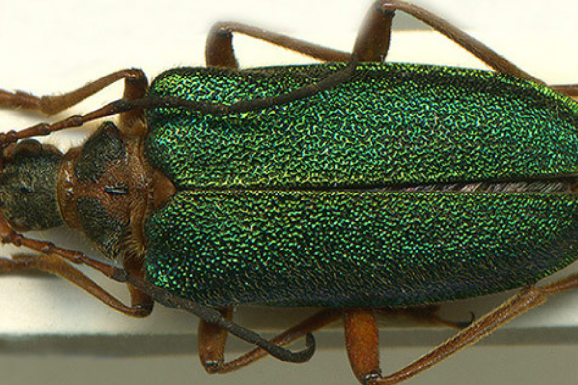 丽黑胸瘤花天牛