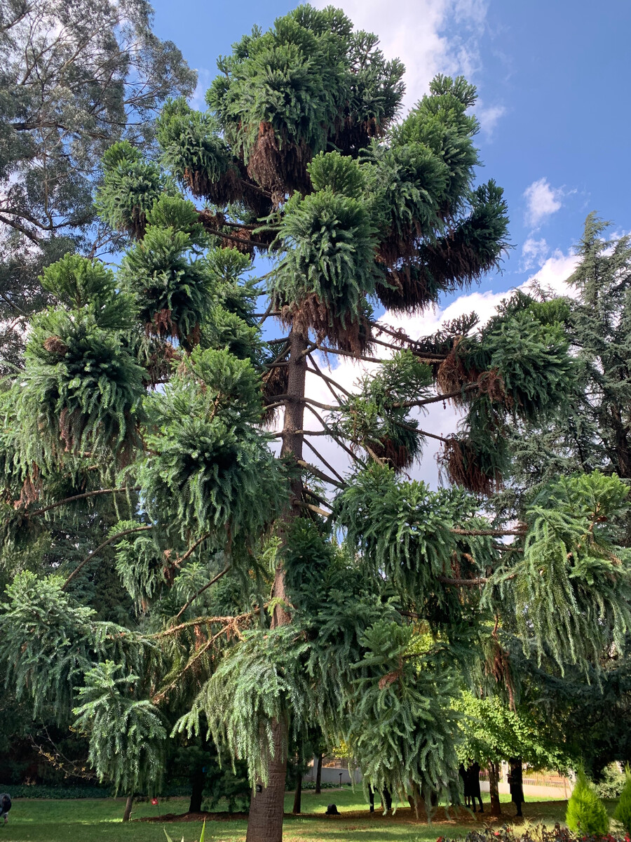 科/2208678" data-lemmaid="2208678">南洋杉科 /a>植物,又名巴拉那