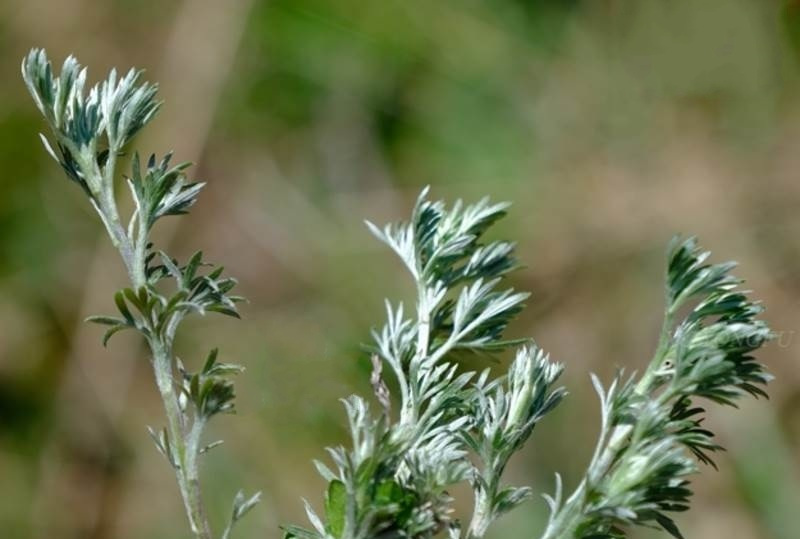 artemisia frigida willd. sp. pl.