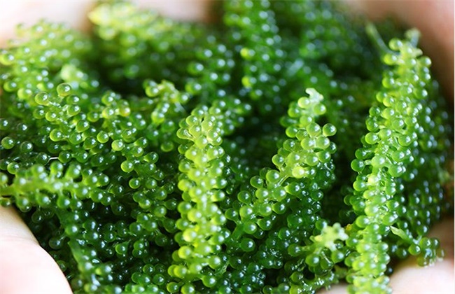 蓼科海葡萄属落叶灌木或小乔木植物,茎多分枝,植株较高,枝多呈弯曲