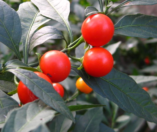 叶双生,大小不等,椭圆状披针形,先端钝至短尖,叶面无毛,叶背有簇茸毛