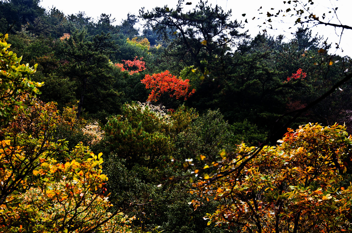 放马滩森林公园