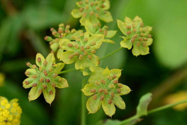  p>黑柴胡(学名: i>bupleurum smithii /i> wolff)是伞形科,柴胡属