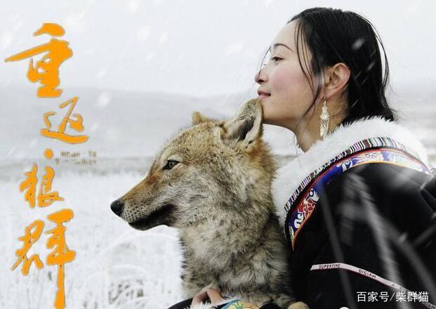 《重返狼群》《再见格林》人比狼高级，但狼比人更高贵_百科TA说
