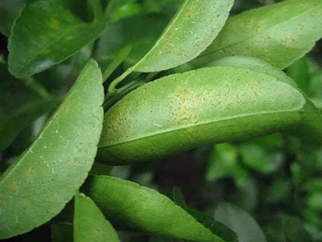 柑橘褐腐病菌图片大全(柑橘褐腐病用什么杀菌剂)