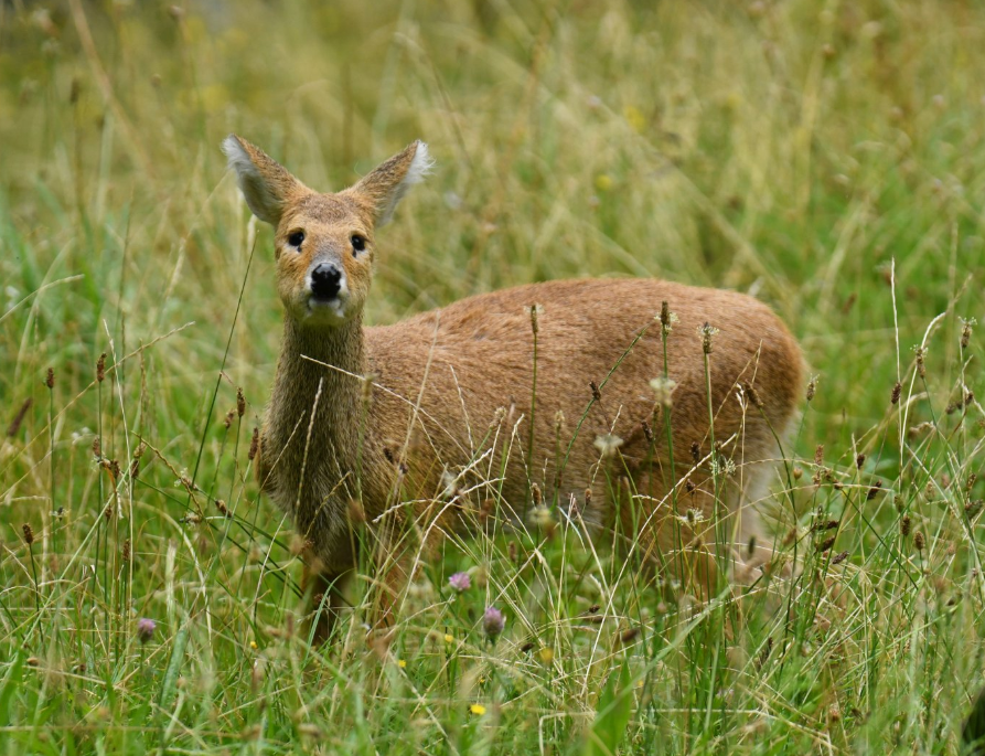 hydropotes kreyenbergi