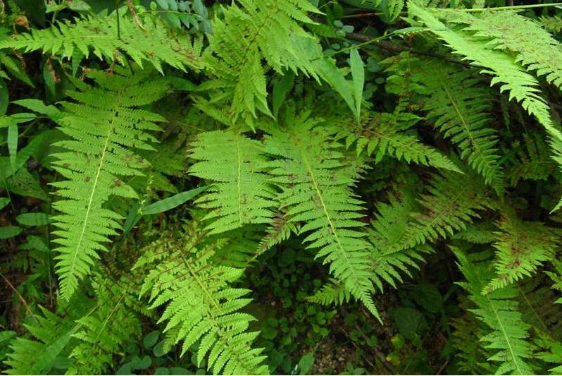  p>海南金星蕨(学名: i>parathelypteris subimmersa /i>&nbsp