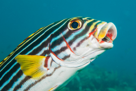 四带胡椒鲷 百度百科