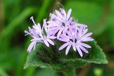 地胆草 你知道多少 百科ta说