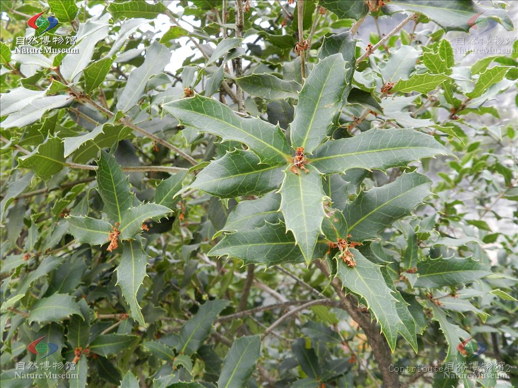  p data-id="gnwu25xshg">木樨属(学名: i>osmanthus /i> lour.