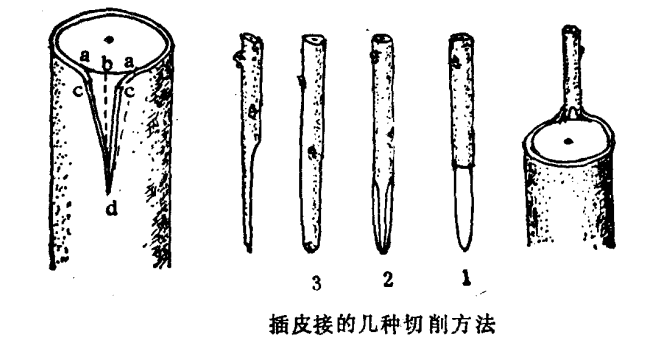 栗