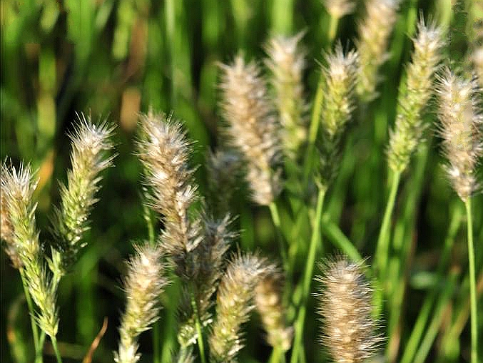  p>九顶草(学名: i>enneapogon desvauxii /i> p.