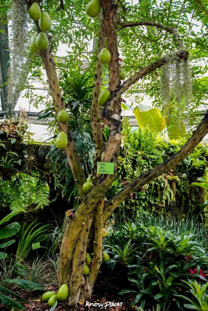 华南国家植物园