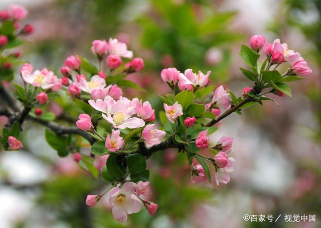 豪放派诗人词人 为什么大都钟爱海棠花 答案在陆游一句诗里 百科ta说