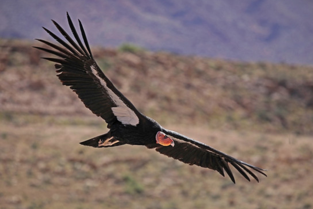  p>加州兀鹫(学名: i>gymnogyps californianus /i>):是美洲鹫科,加州