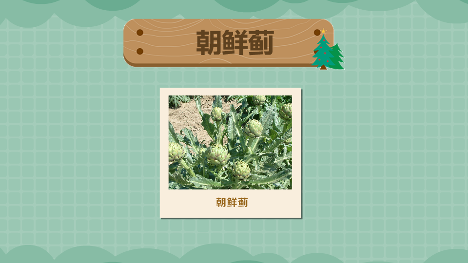 朝鲜蓟:菊科多年生草本植物