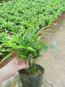 竹柏（罗汉松科竹柏属植物）_百度百科
