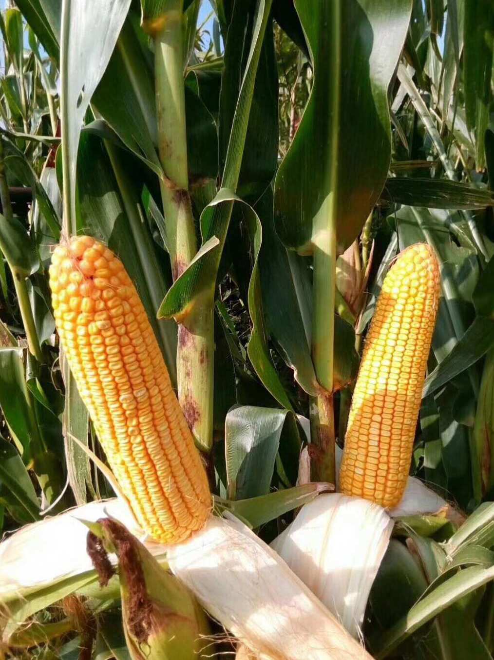  p data-id="gn0h2g83l6">龙单62是一个玉米品种,在适应区出苗至成熟