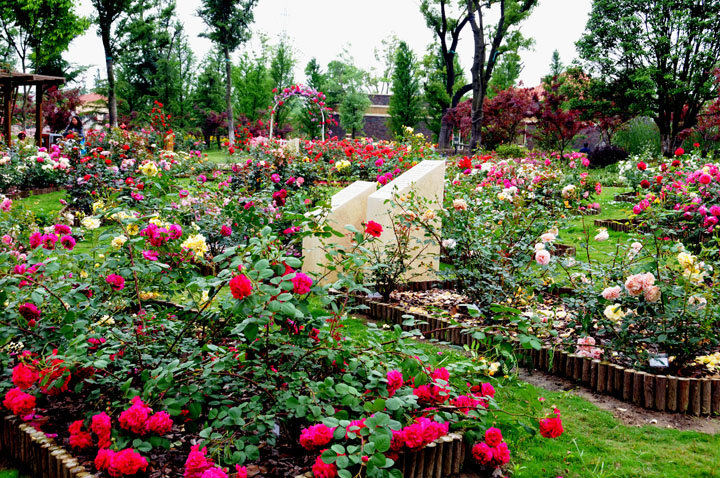 太仓月季公园