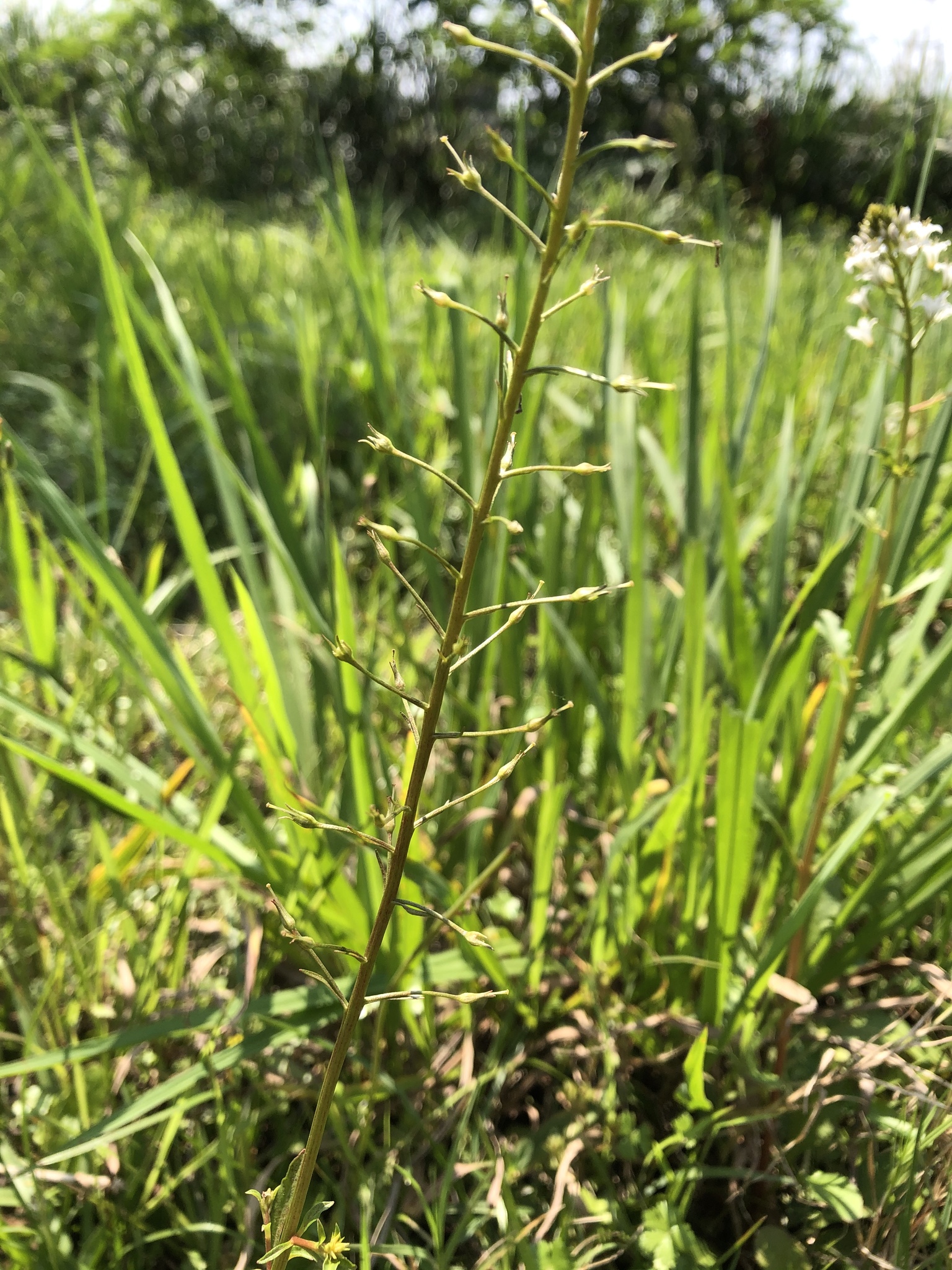  p data-id="tb7gji1wmscp">泽珍珠菜( i>lysimachia candida /i>