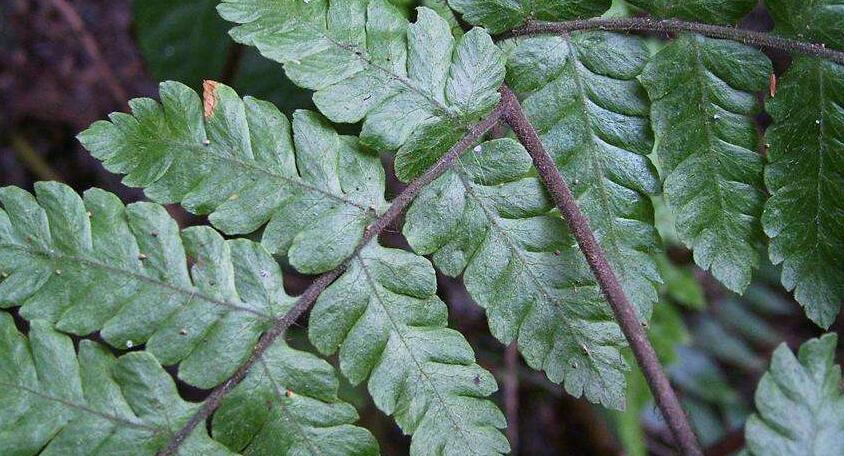  p>假冷蕨属,植物根状茎细长横走,二叉分枝,黑褐色,具残留的叶柄基部