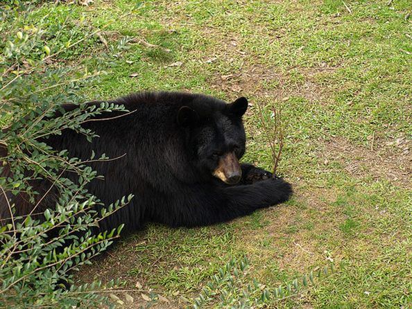  p>美洲黑熊(学名: i>ursus americanus /i>):属大型熊类,体型硕大