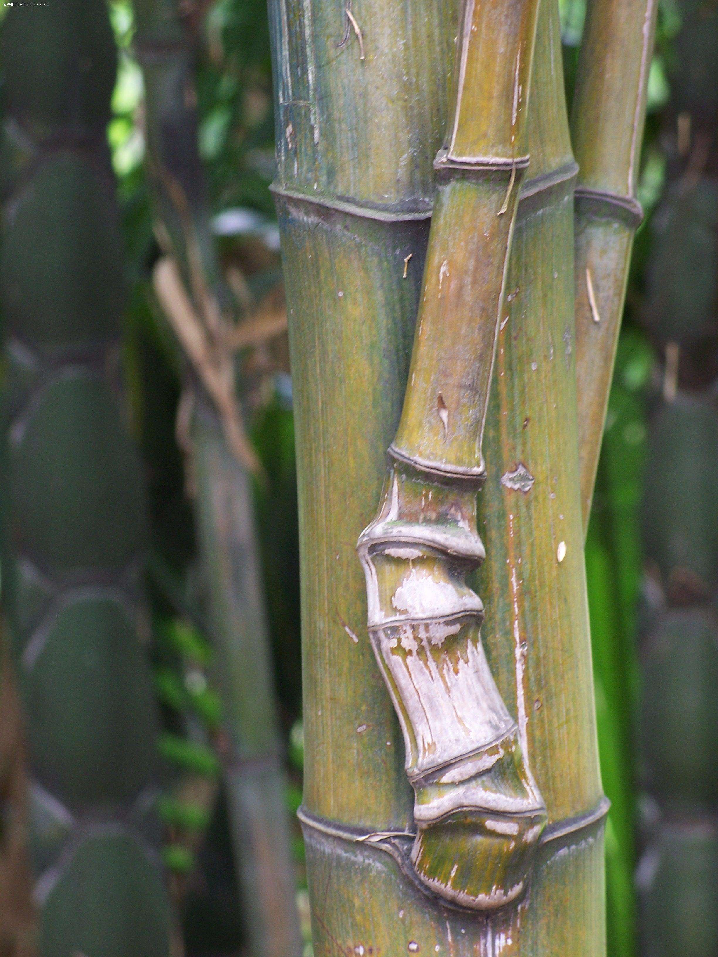  p> a href="#" data-lemmaid="2514101">武夷山方竹 /a>,别名:武夷方