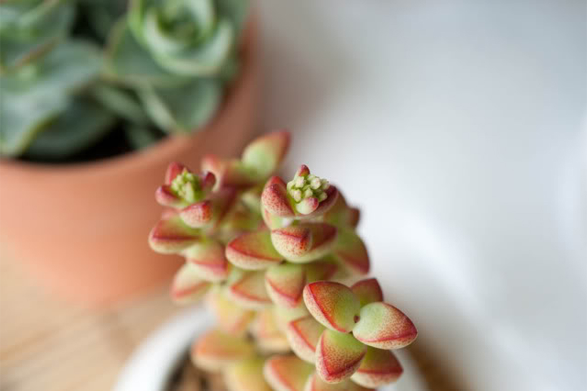  p>半球星乙女( i>crassula rupestris /i> ssp.