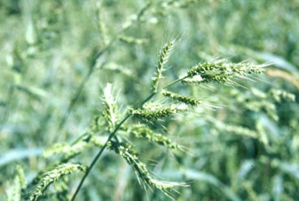eehinochloa var.austro—japonensis