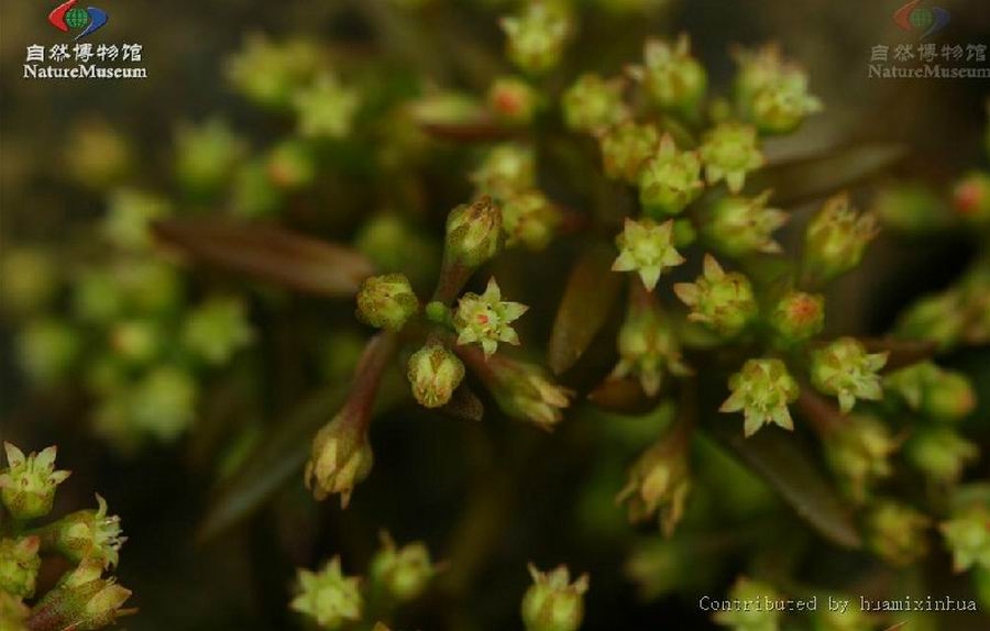 p>绿花石莲( i>sinocrassula indica /i> var.