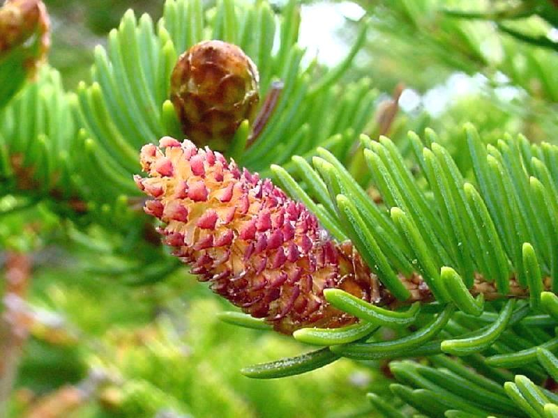  p>针叶林是以针叶树为建群种所组成的各类森林的总称.