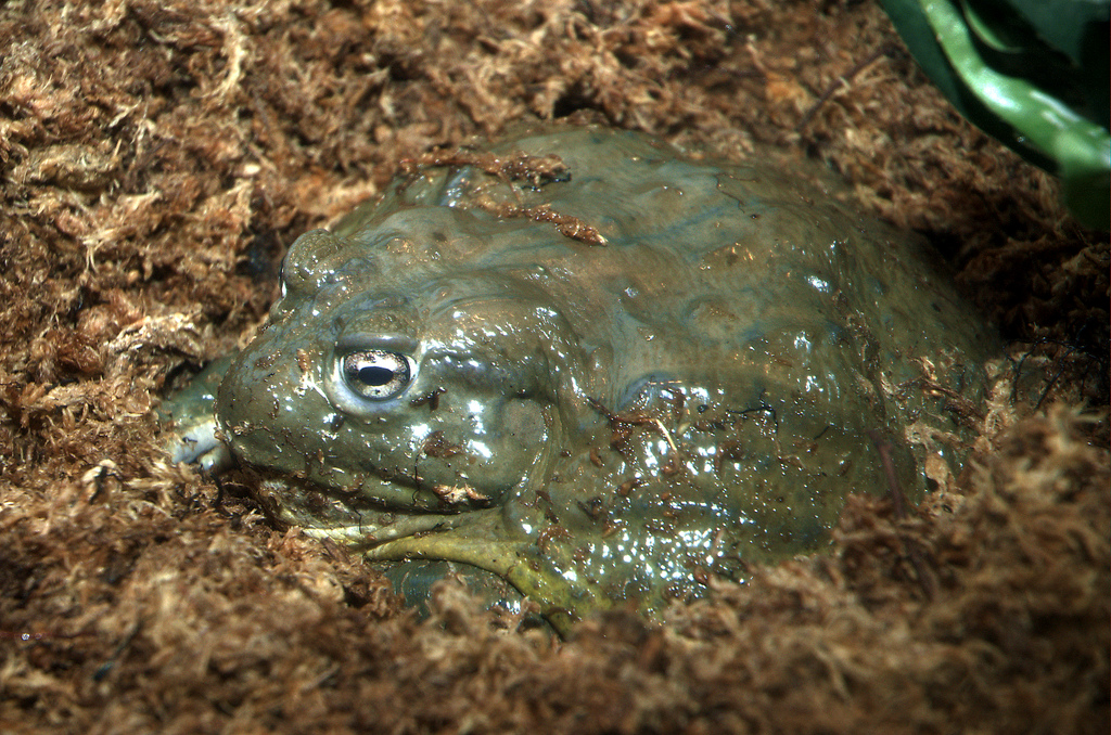  p>非洲牛箱头蛙, i>pyxicephalus adspersus /i>,简称非洲牛蛙,体型