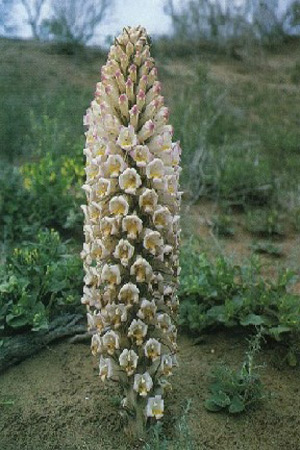 deserticola /i> ma),列当科苁蓉属多年生根寄生草本,是草苁蓉和肉