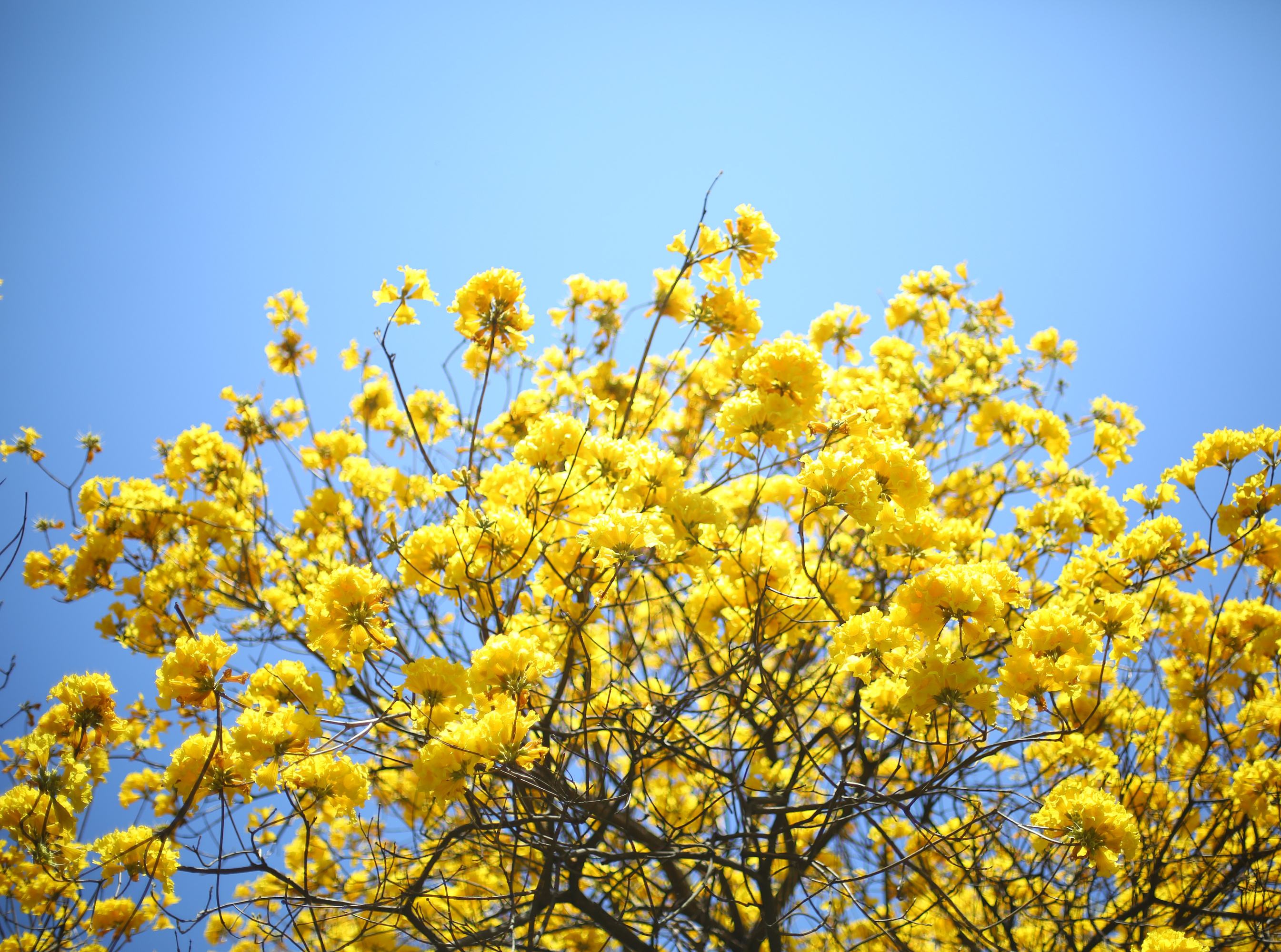  p data-id="txtg2hq6bfau">黄花风铃木( i>handroanthus chrysanthus