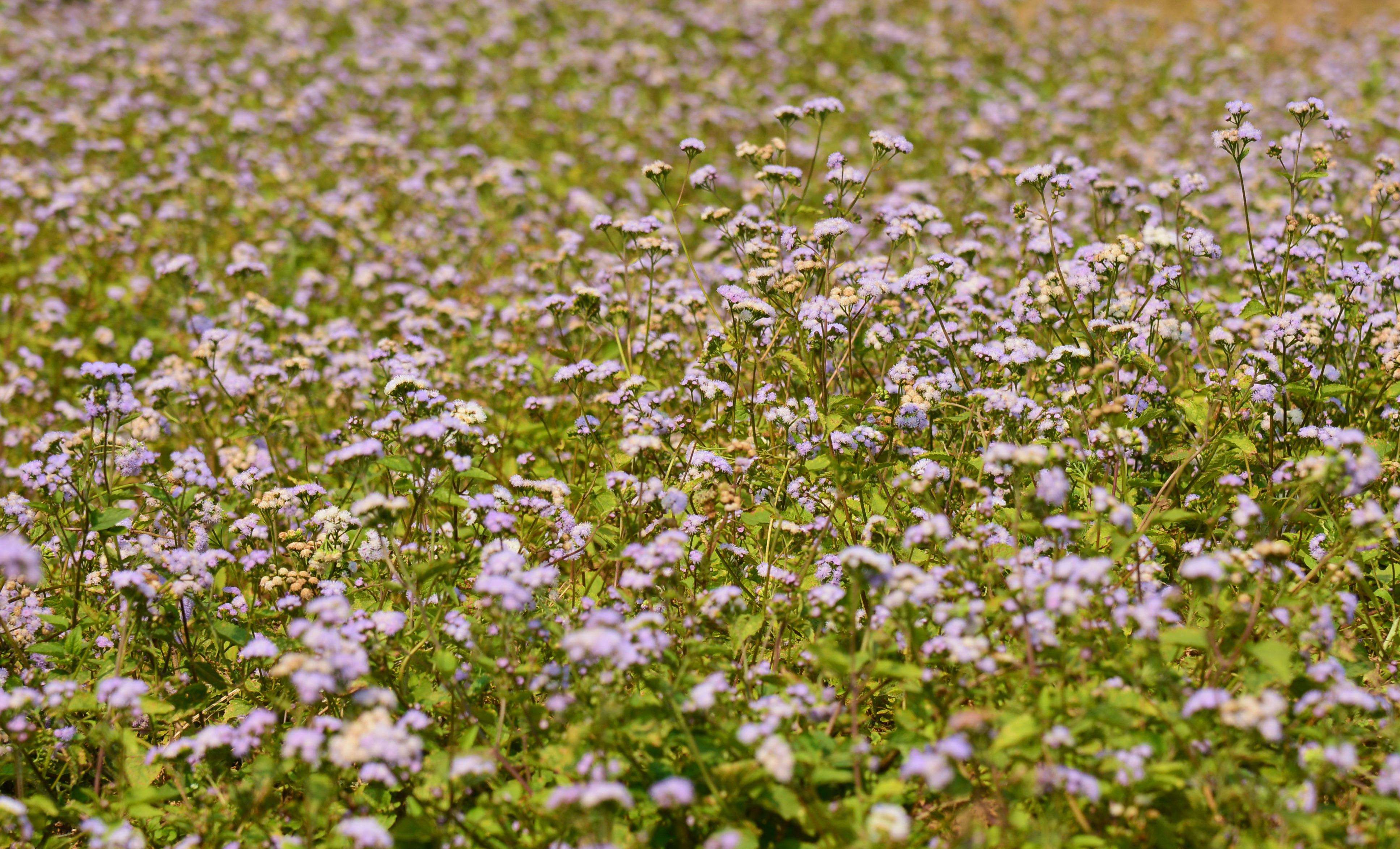 一年生草本,高50-100厘米,有时又不足10厘米.