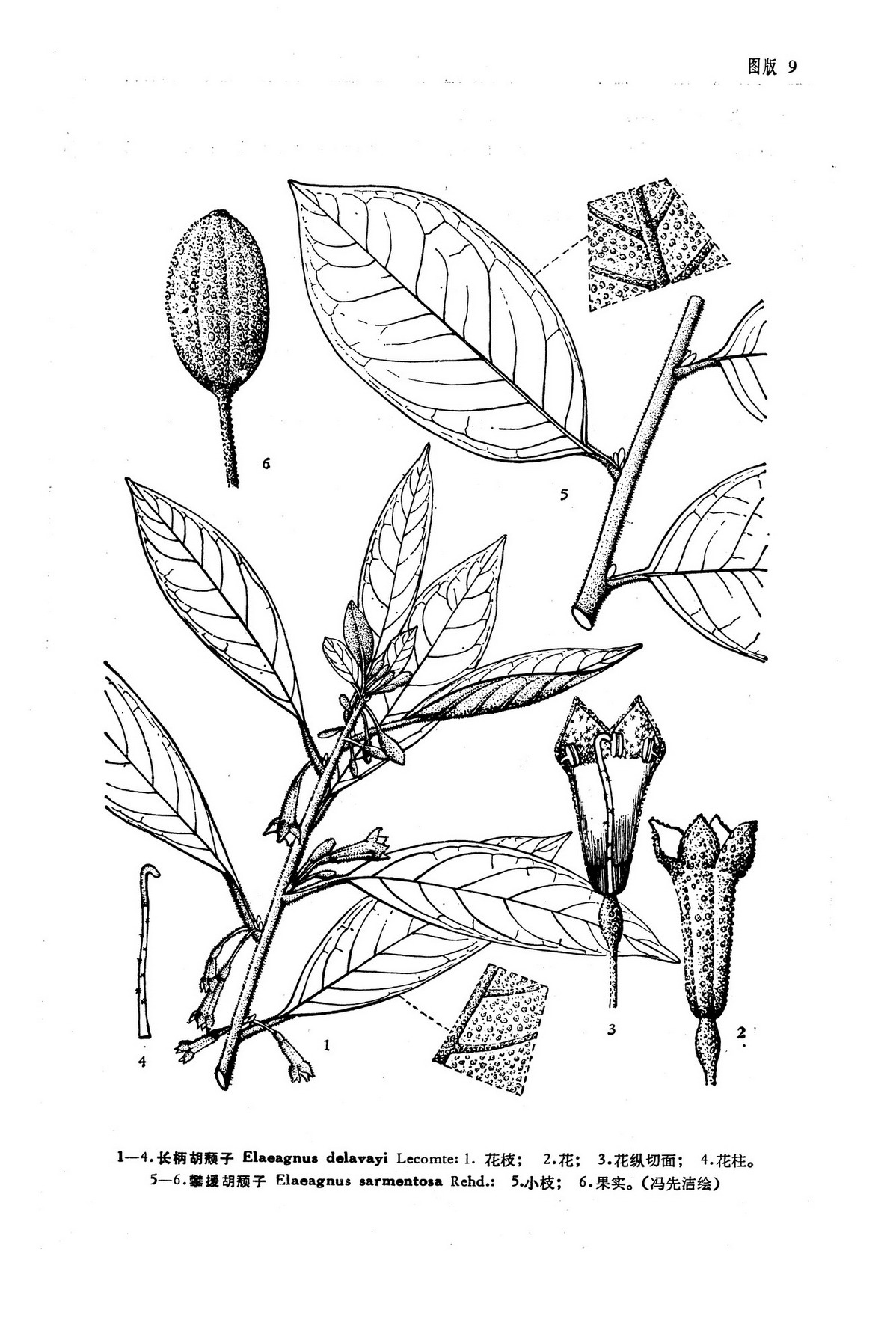  p>长柄胡颓子,拉丁文名:elaeagnus delavayi lecomte.