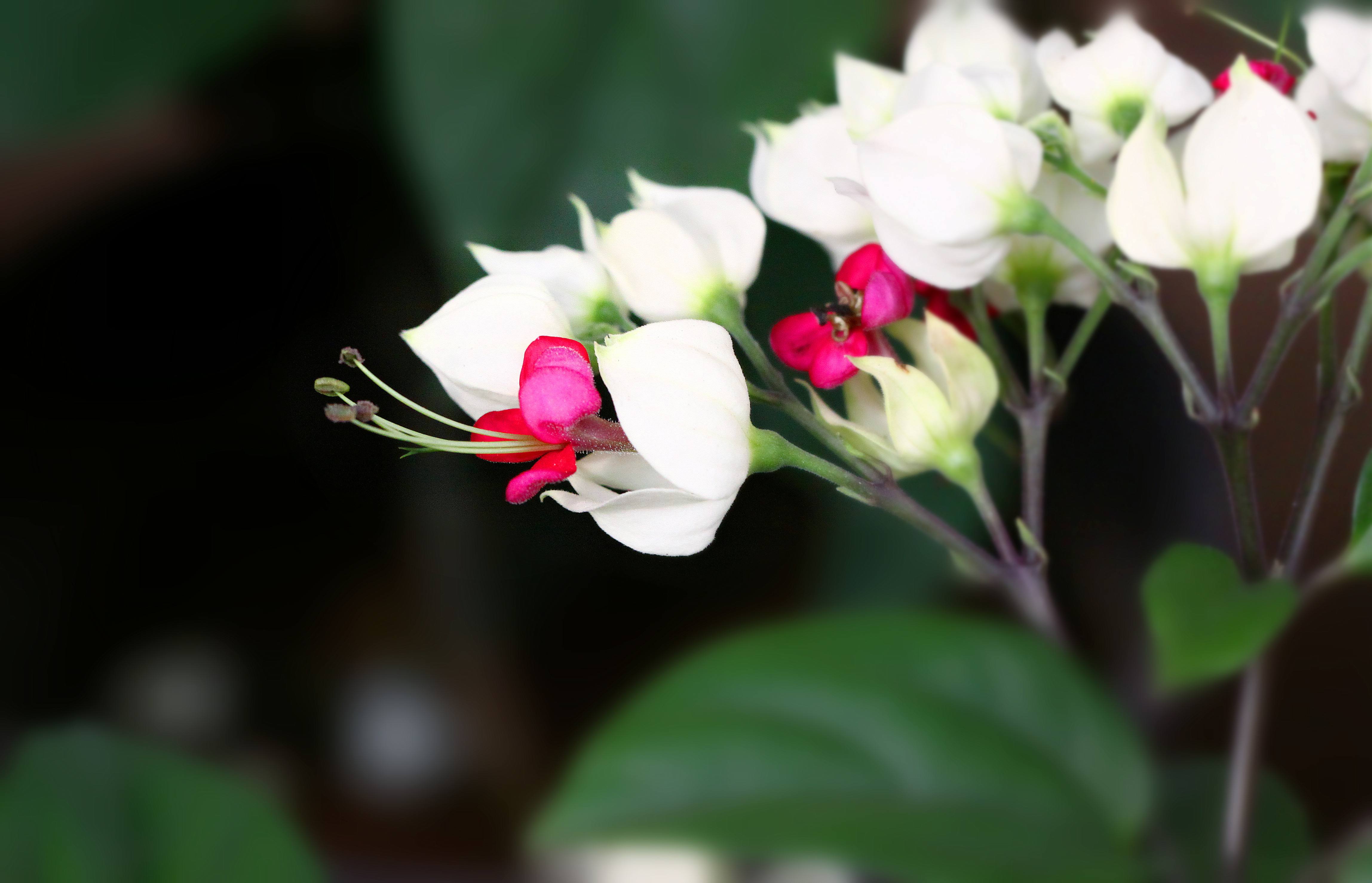 龙吐珠子