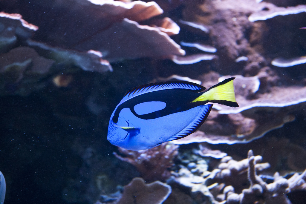  p>黄尾副刺尾鱼(学名: i>paracanthurus hepatus /i>)体侧扁,口小.