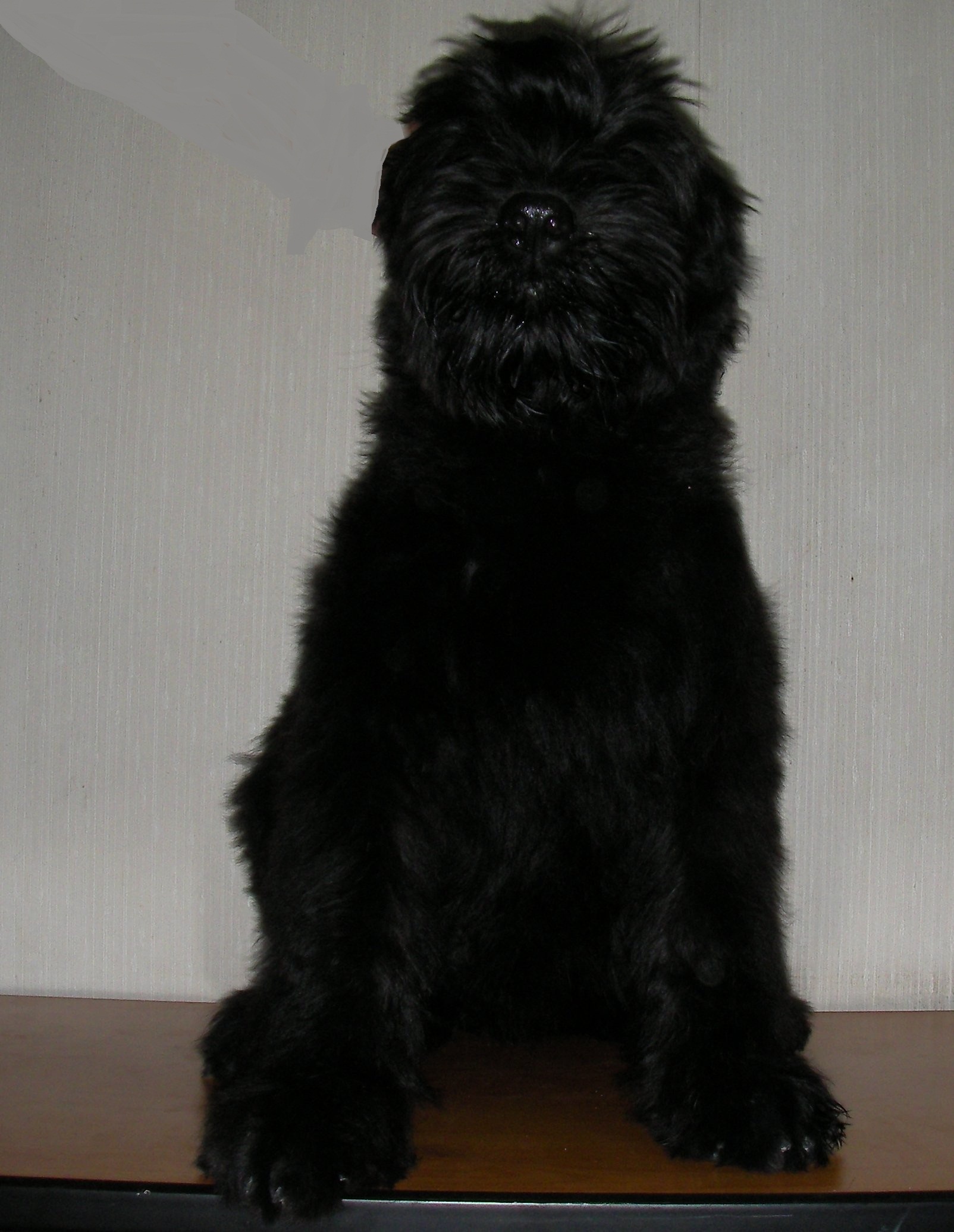 犬,有伴侣,警戒等用途,其性格特征耐寒,历史用途变化,毛色特征为长毛