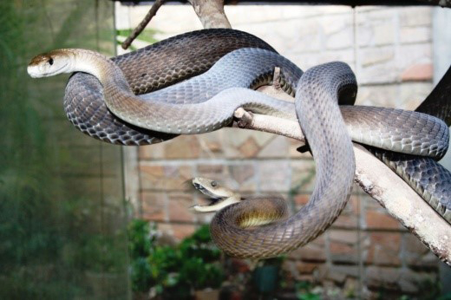  p>黑曼巴蛇(学名: i>dendroaspis polylepis /i>):是眼镜蛇科,黑曼巴