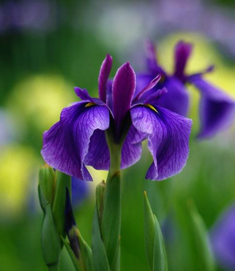 玉蝉花(玉蝉花花语)