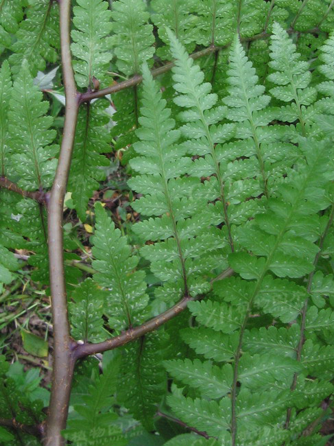 " data-lemmaid="1965645">蹄盖蕨科 /a>蹄盖蕨属植物,根状茎短粗