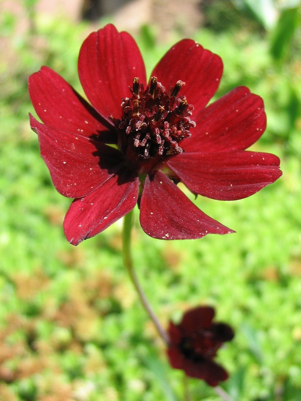  p>巧克力秋英(学名:cosmos atrosanguineus,英文:chocolate cosmos)